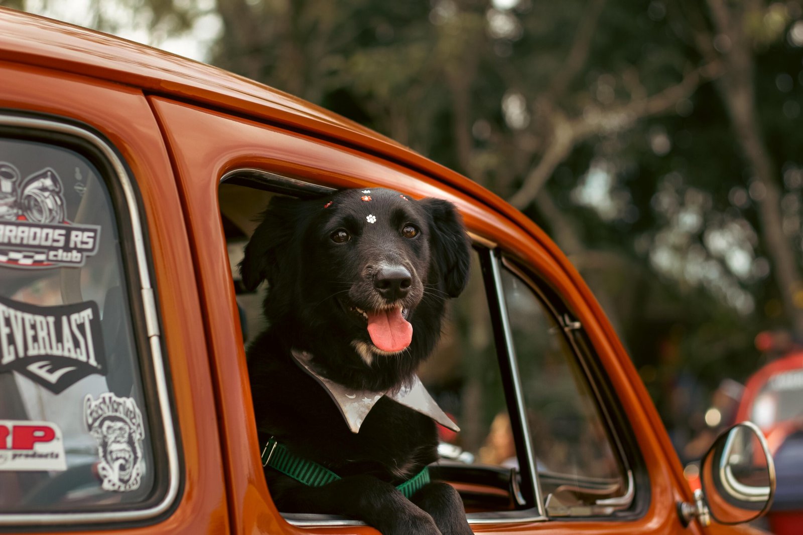 A joyful dog peeks out of a vintage Volkswagen car window. Shot in Campo Bom, Brazil.